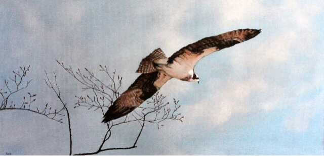 david-foyn-painting-osprey-returns
